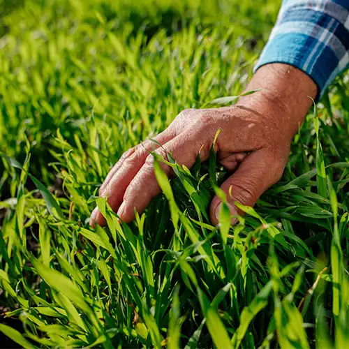 fertilization services & lawncare in Columbia Falls Montana